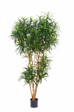 Dracaena Reflexa Anita 120cm